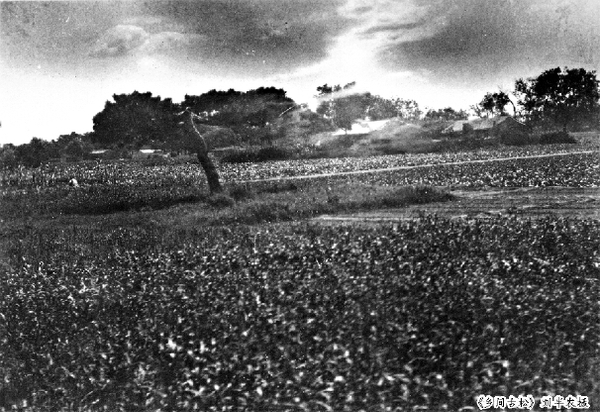 《乡间古松》刘半农摄