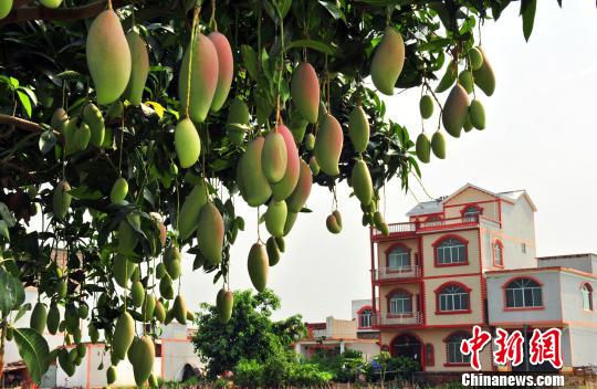 革命老区广西百色：产业“金招牌”成脱贫“王牌”