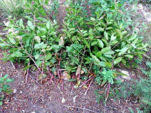 摘野菜煮面3人住进ICU 这6种野菜要慎吃