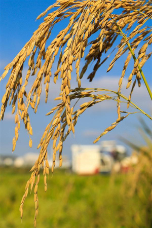 98d69ee289a44ff7b21f24fda201beab 98d69ee289a44ff7b21f24fda201beab