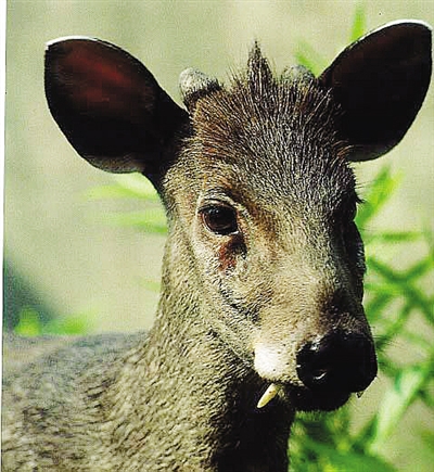 毛冠鹿 点击进入下一页