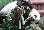 动物园里迎端午 大熊猫爬上爬下吃“粽子”