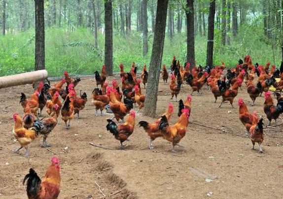 白领辞职返乡养鸡2 白领辞职返乡养鸡2