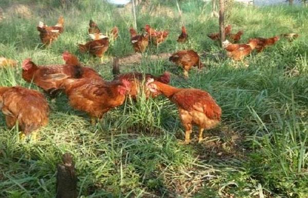 白领辞职返乡养鸡3 白领辞职返乡养鸡3