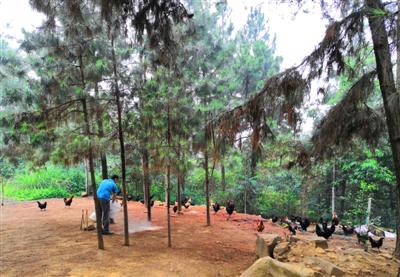 6月11日，眉山市仁寿县涂家乡，唐冬在自己的农场喂鸡