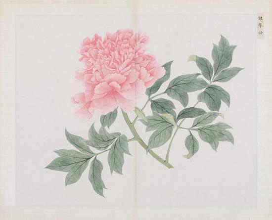 清 蒋廷锡(款)百种牡丹谱册