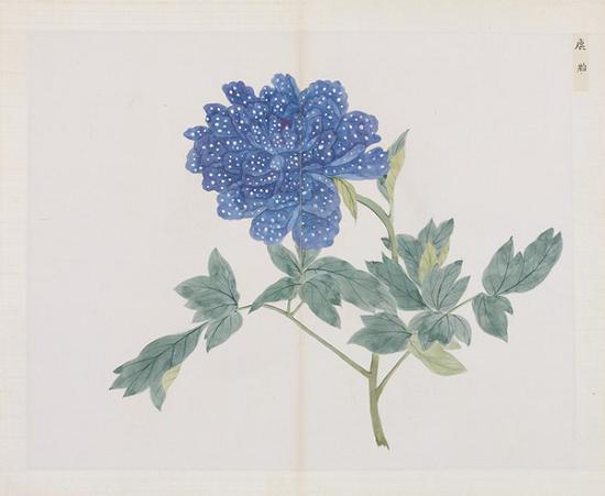 清 蒋廷锡(款)百种牡丹谱册