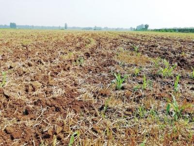 村民40余亩庄稼被毁 村干部:施工队认错地 已赔偿