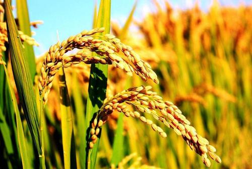 QQ截图20180627173149 QQ截图20180627173149