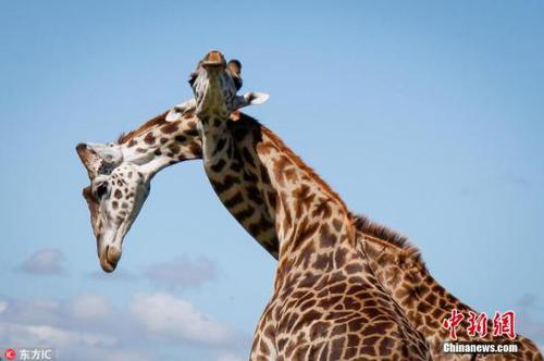 女子猎杀黑色长颈鹿后引网友围攻 辩解:并不罕见