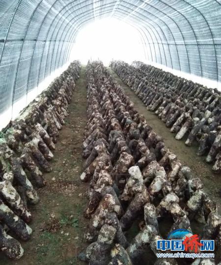 村里目前共建成80座香菇大棚，养殖16万株菌棒?！≌艒?摄