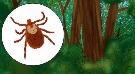 草原、山林出游 留神别被小小“蜱虫”取命