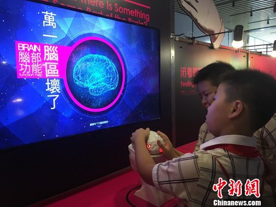 观展的学生们学习脑部功能知识。陈秋霞 摄