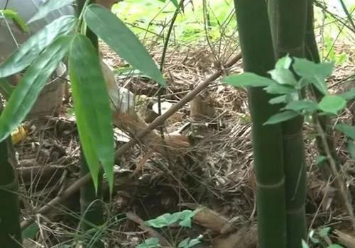 男子每天出门去捡这小东西 日积月累竟赚了套房子