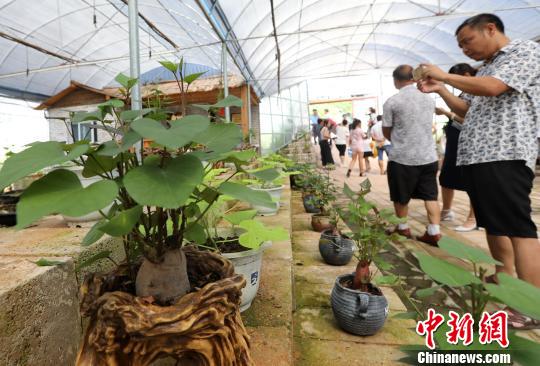 地瓜盆景吸引众多游客关注拍摄。　黄水林 摄