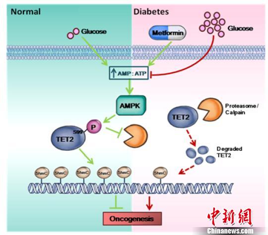 中国学者率先发现糖尿病与癌症之间新通路助力癌症防治
