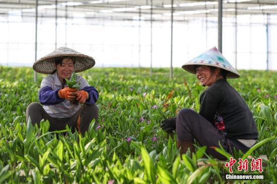 现代中药材种植成为贵州丹寨农村增收“新路子”。图为3月14日，苗族妇女在白芨种植大棚内劳作。贺俊怡 摄