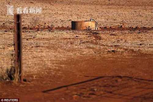 渴疯了!澳大利亚罕见干旱 上千头牛围攻运水车