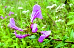 彩C2018-08-15zx501_P_1_1674_1949_2064_2204 彩C2018-08-15zx501_P_1_1674_1949_2064_2204