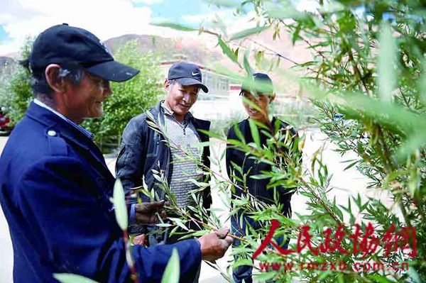 旺扎最关心的是他给村里栽植的那些树，他要和这些树一起守护国门(1)