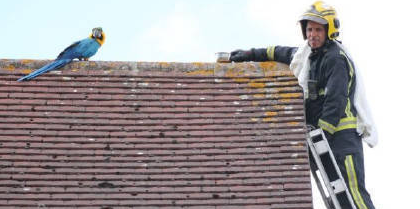 鹦鹉离家出走住屋顶 对消防员爆粗给老子滚蛋