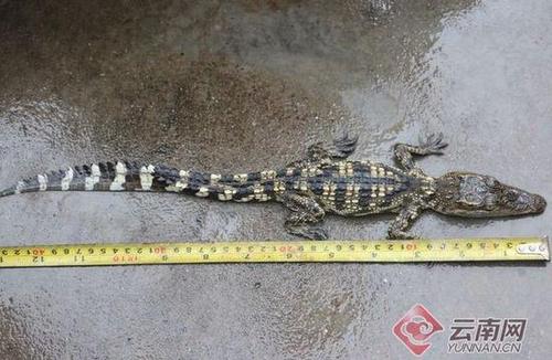 3999103675 3999103675