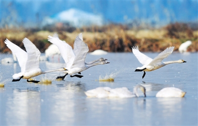 图为候鸟在位于鄱阳湖畔的五星农场境内飞翔 图为候鸟在位于鄱阳湖畔的五星农场境内飞翔