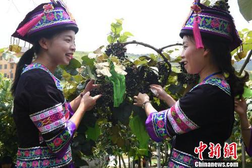 8月23日，罗城县仫佬族姑娘采收毛葡萄。　韦如代 摄