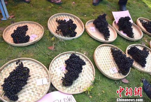 8月23日，罗城县举行毛葡萄鲜果单穗比赛。　汤二田 摄