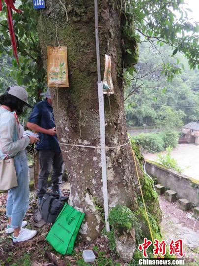 “古树医生”正在治病?！≈有?摄