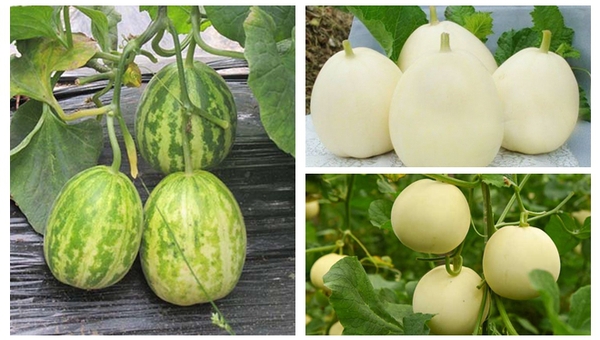 MAIN201809121010357590481319227 MAIN201809121010357590481319227