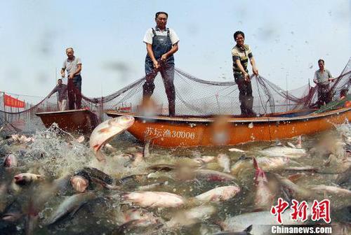 一大网下去捞大鱼。　陈新　摄