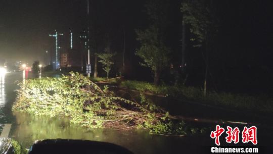 兴业县城路边树木被风刮倒?！〕鹿谘?摄