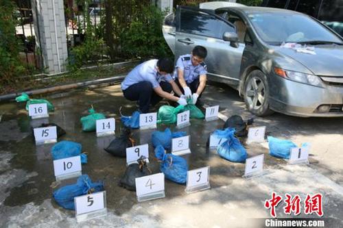 图为海关缉私部门查获的涉嫌走私入境的16只活体穿山甲 王淑艳 摄 图为海关缉私部门查获的涉嫌走私入境的16只活体穿山甲 王淑艳 摄