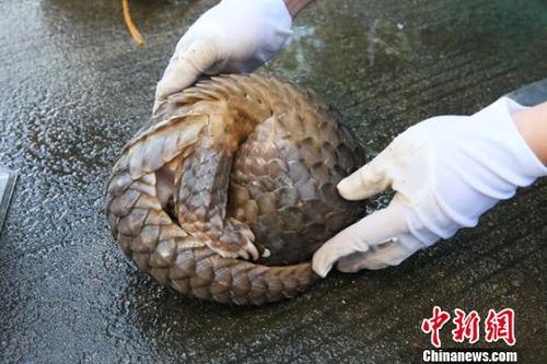 图为海关缉私部门查获的活体穿山甲 王淑艳 摄 图为海关缉私部门查获的活体穿山甲 王淑艳 摄