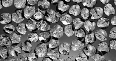 敖汉出土的距今八千年的炭化粟