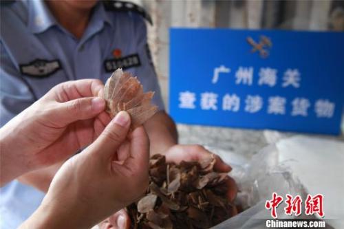 广州海关查获的走私穿山甲鳞片 丘永忠 摄 点击进入下一页