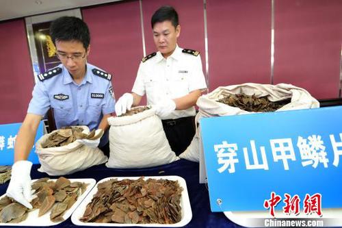 广州海关新闻发布会现场展示查获的走私穿山甲鳞片 池兆恩 摄 点击进入下一页