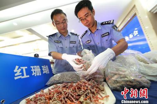 新闻发布会上展示的广州海关查获的走私红珊瑚 池兆恩 摄 点击进入下一页