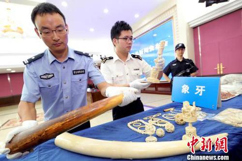 新闻发布会上展示的广州海关查获的走私象牙 池兆恩 摄 点击进入下一页