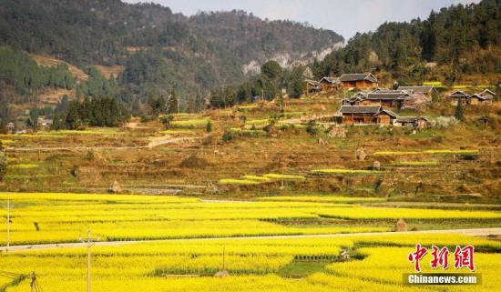 阳春三月，贵州省施秉县马溪乡的1400余亩油菜花绽放，花与民居、梯田等形成一幅幅优美的乡村画卷。当地通过“农业+生态+旅游”等模式，打造生态旅游休闲目的地，积极推进农业、生态与旅游等产业融合，做强美丽经济，实现乡村振兴。李忠果 摄
