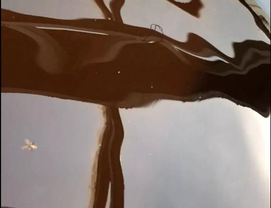 ▲10月4日下午，“晋善坊”醋厂的晾晒车间，装有醋的铁缸内出现死苍蝇。新京报记者大路 摄。