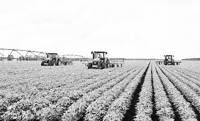 大豆中耕 大豆中耕