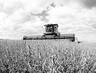 大豆机收 大豆机收