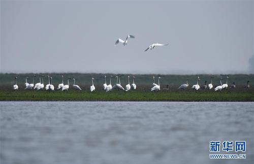 一群小天鹅在东洞庭湖国家级自然保护区内聚集（2月26日摄）。近年来，湖南自上而下发动省、市、县、乡、村五级干部打“洞庭湖生态环境保卫战”。 新华社记者 李尕 摄