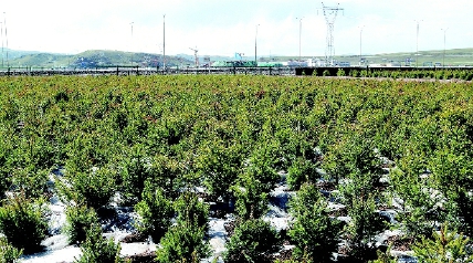 海拔4600米的那曲高寒地区植树国家重点专项课题试验基地     海拔4600米的那曲高寒地区植树国家重点专项课题试验基地