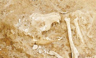 考古发掘出的动物遗存里藏着哪些秘密