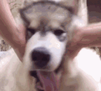 济南现共享宠物狗:养一天收费30元 不想养了就退