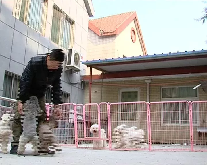 济南现共享宠物狗:养一天收费30元 不想养了就退