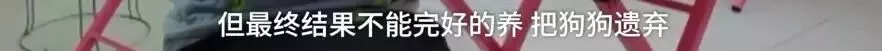 济南现共享宠物狗:养一天收费30元 不想养了就退